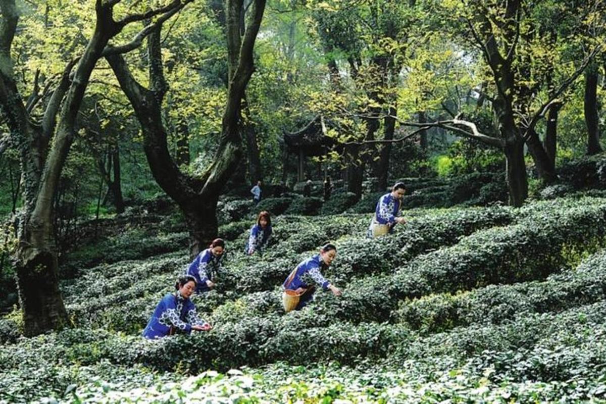 a group of people walking through a field of bushes