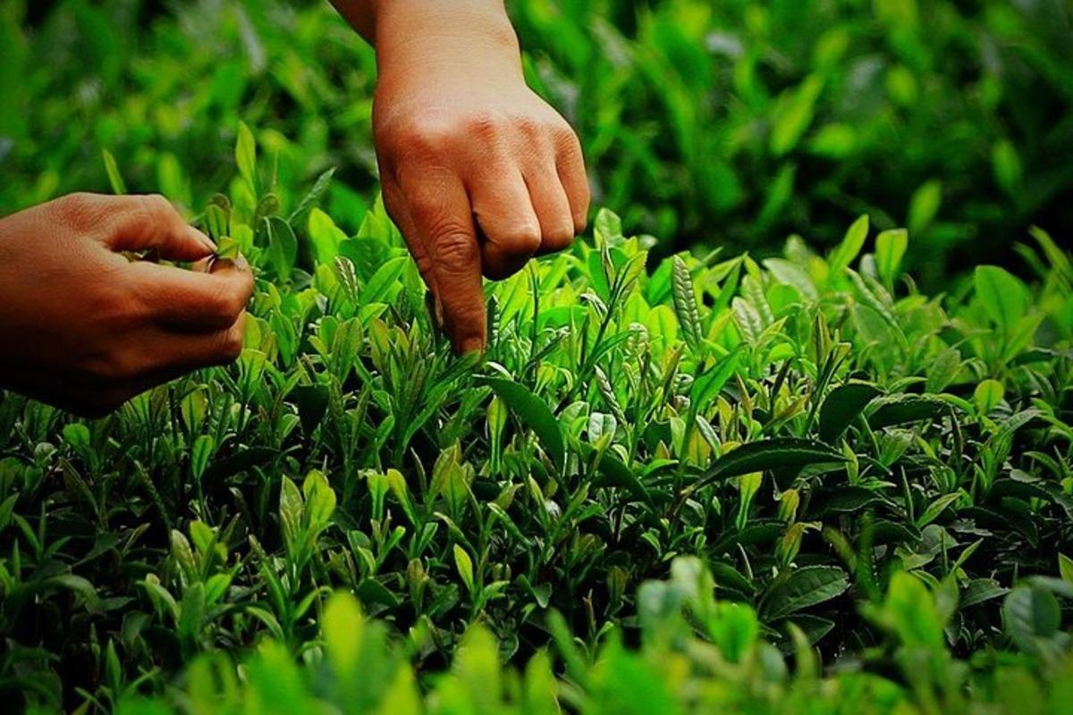 a person picking up a carrot from the grass
