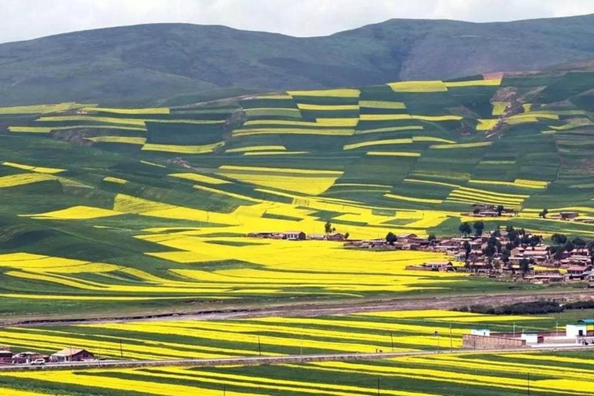 a field of yellow and green fields with mountains in the background