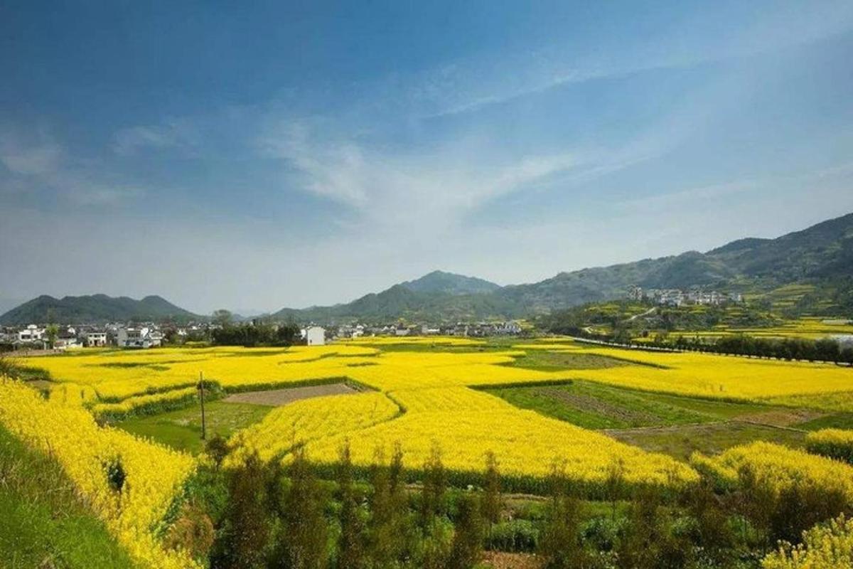 a field of yellow flowers with a city in the background