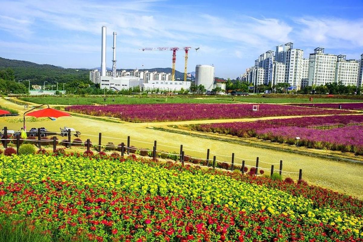a field of flowers with buildings in the background