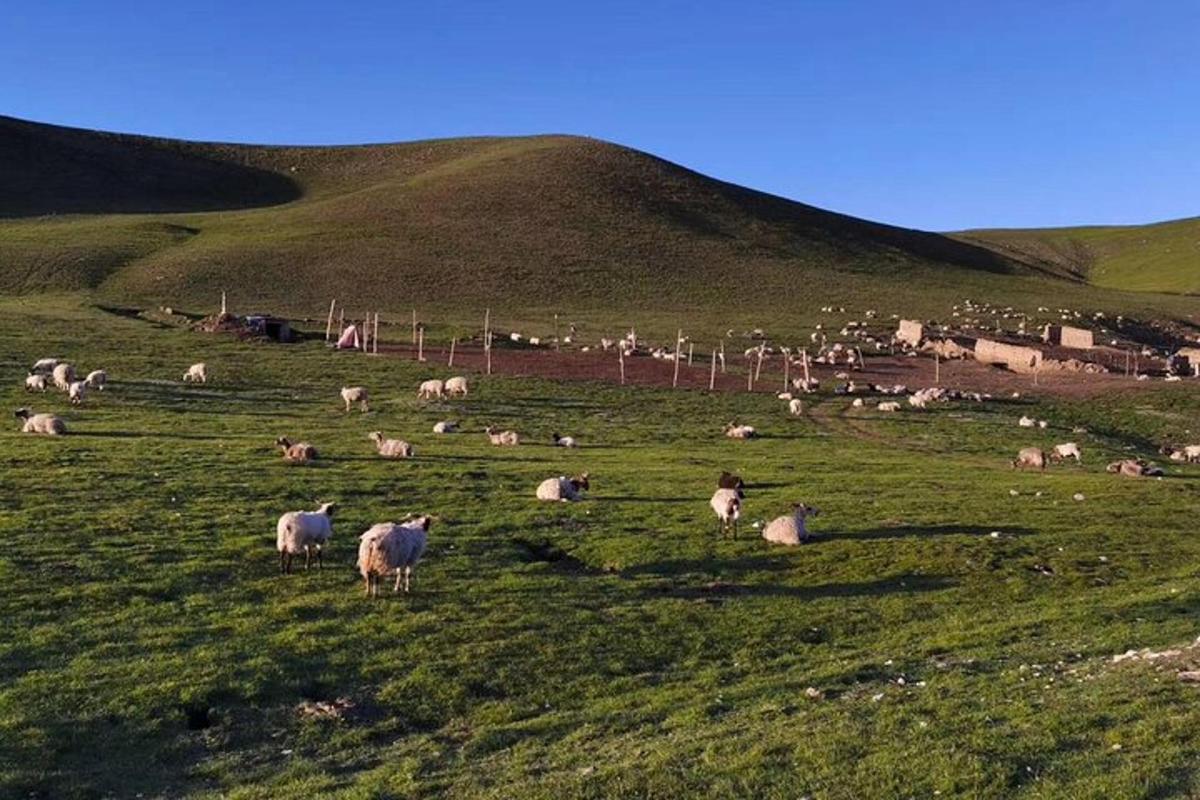 a herd of sheep grazing in a grassy field