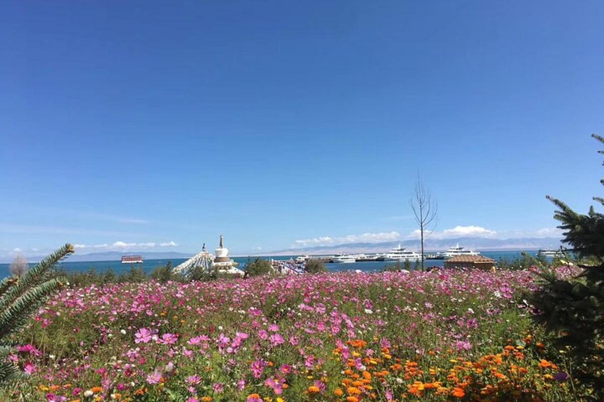 a field of flowers with the ocean in the background