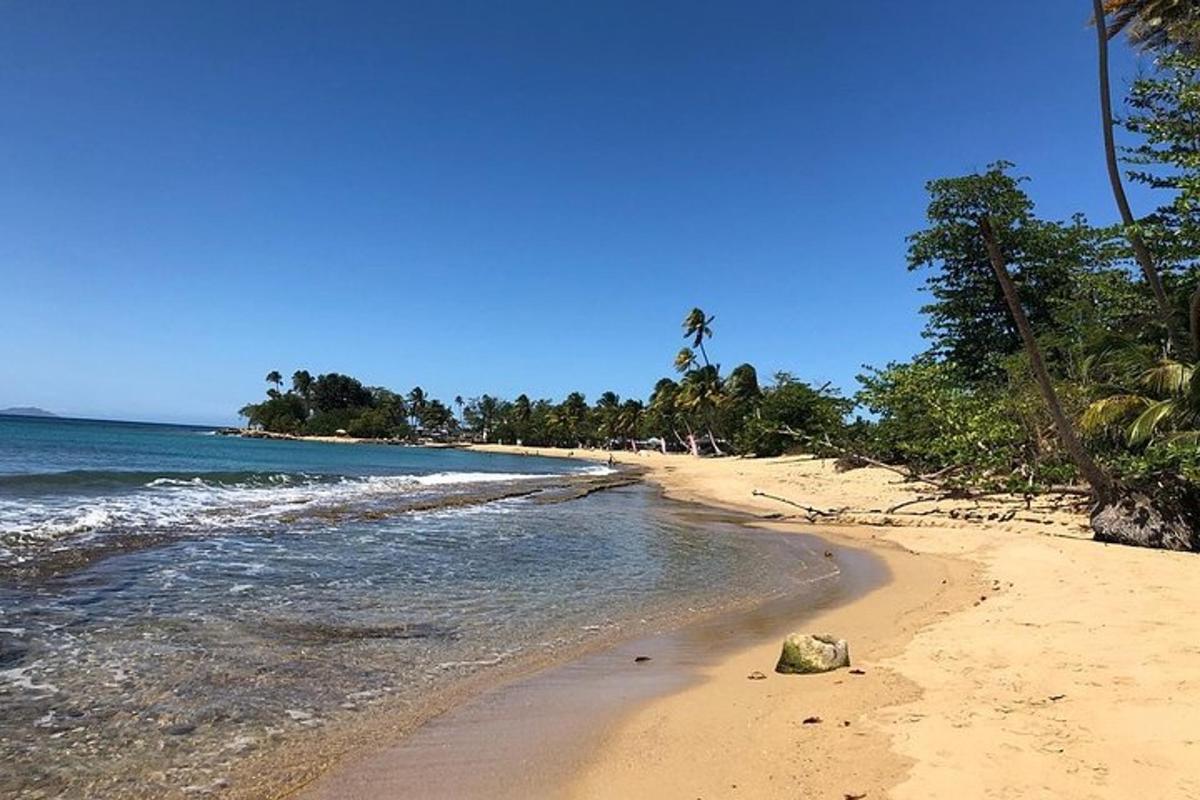 a sandy beach with trees and the ocean