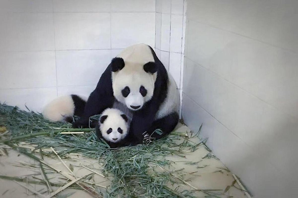 一只熊猫和她的幼崽坐在角落里