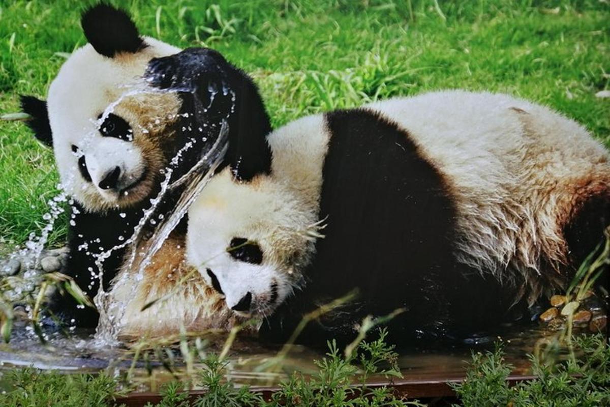 两只熊猫在水中玩耍