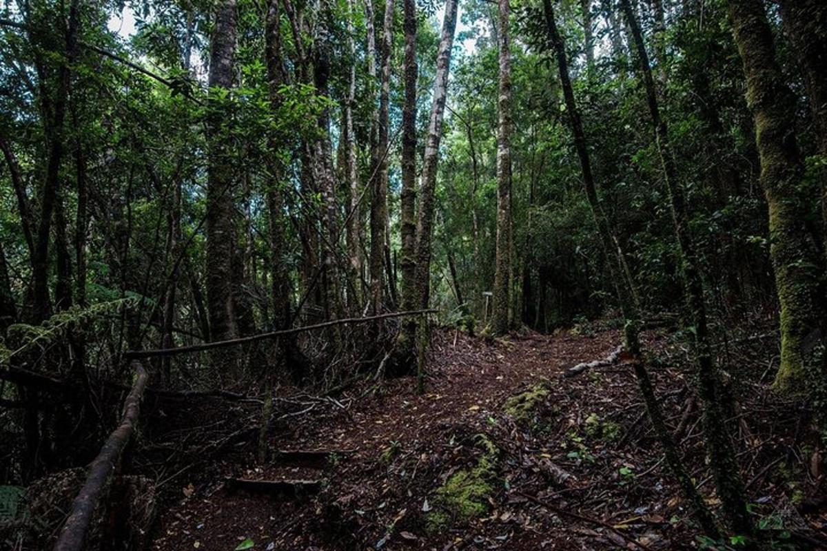 a dirt trail in the middle of a forest