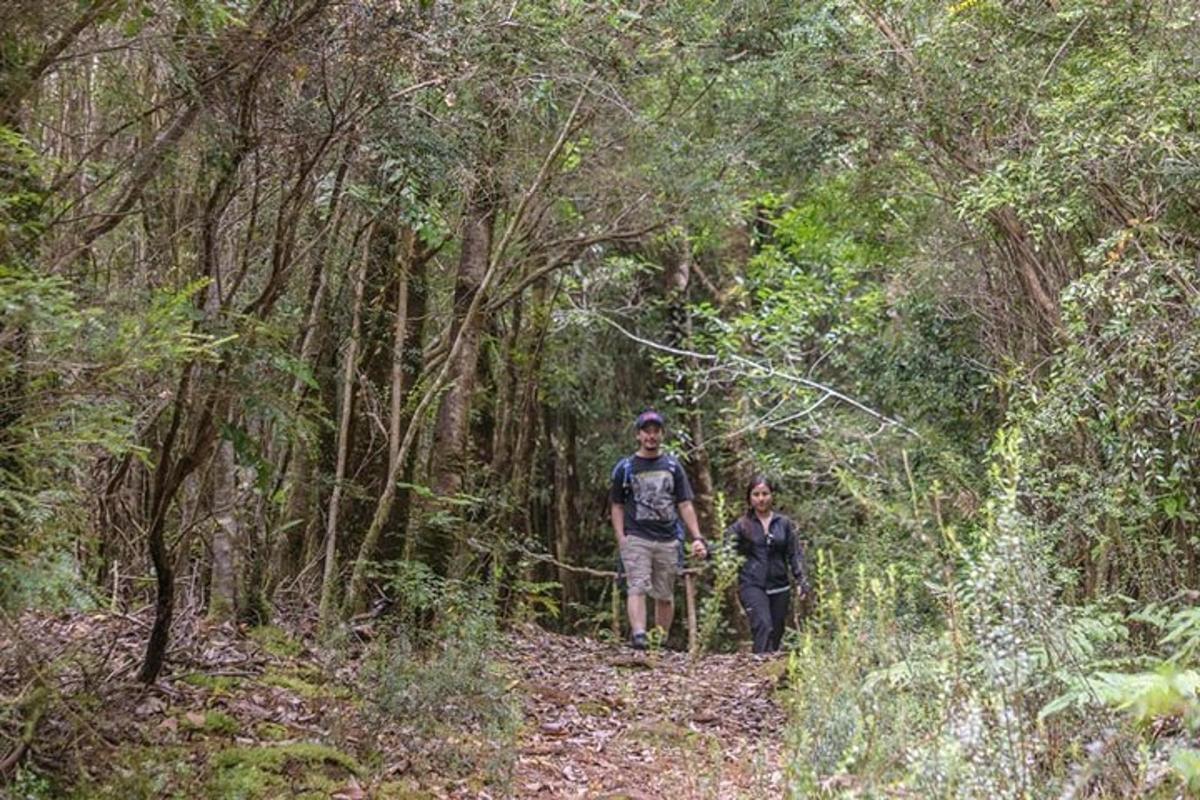 two people walking on a trail in the woods