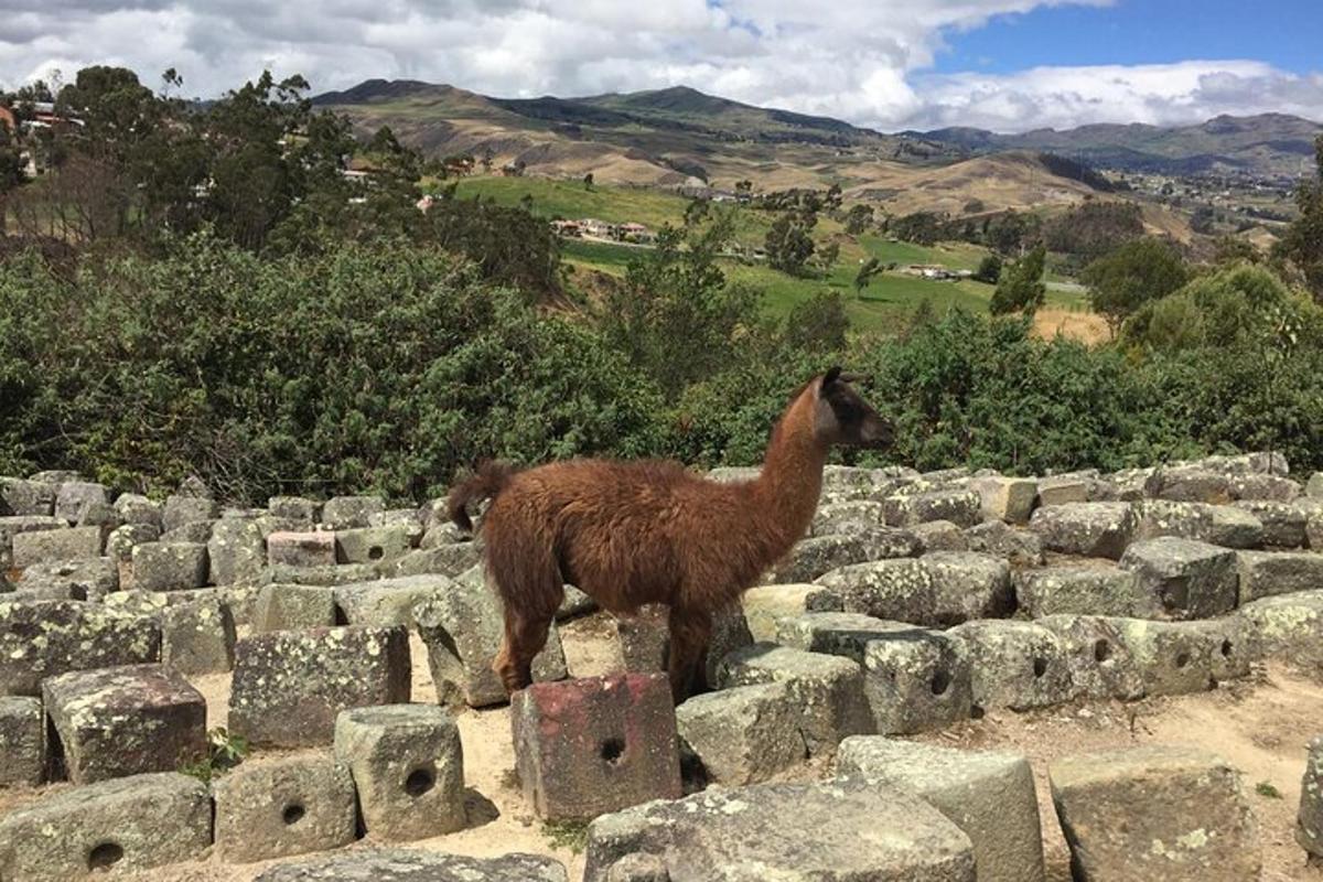 a llama is standing on some rocks