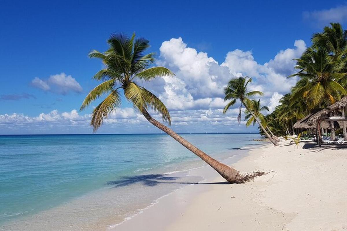 a palm tree on a beach with the ocean