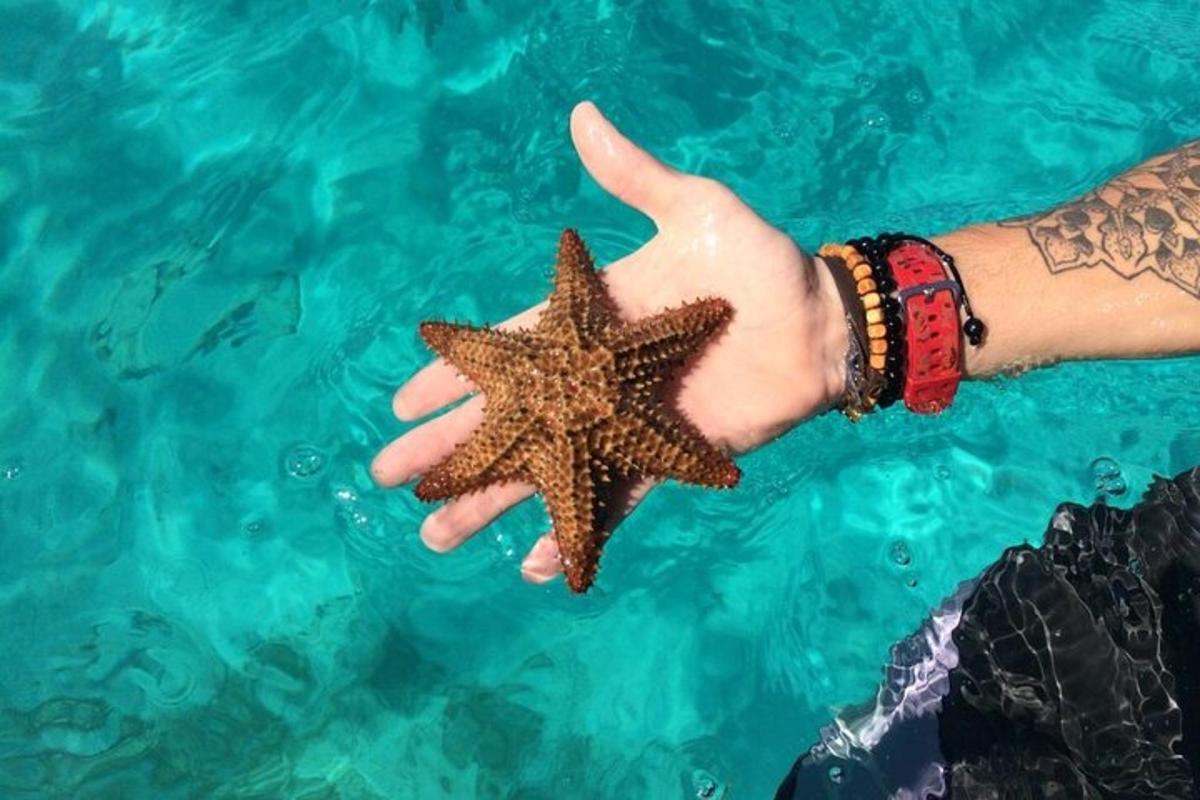 a person holding a starfish in a swimming pool