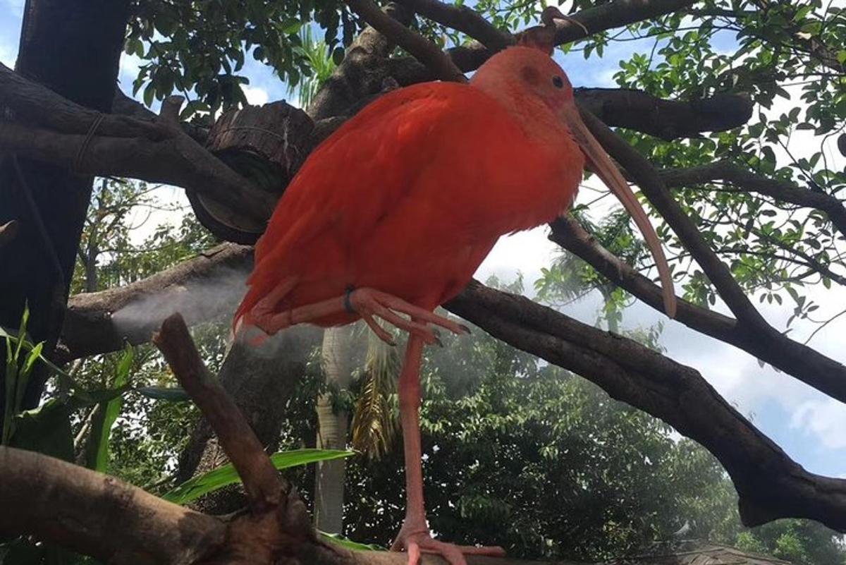 un uccello rosso in piedi su un ramo di un albero