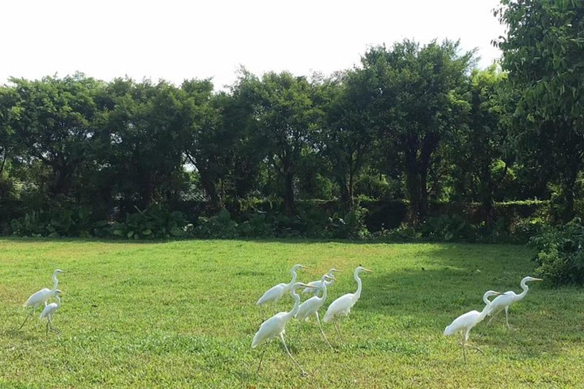 un gruppo di uccelli bianchi che camminano in un campo