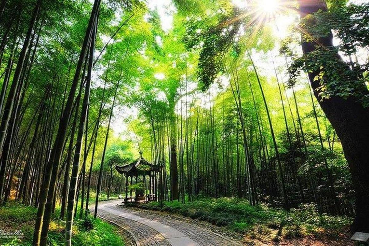 阳光照耀下的竹林小路