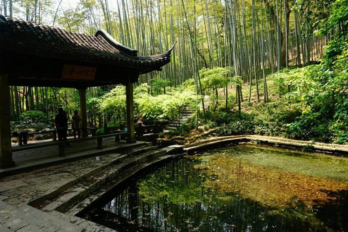 竹林中有池塘的花园