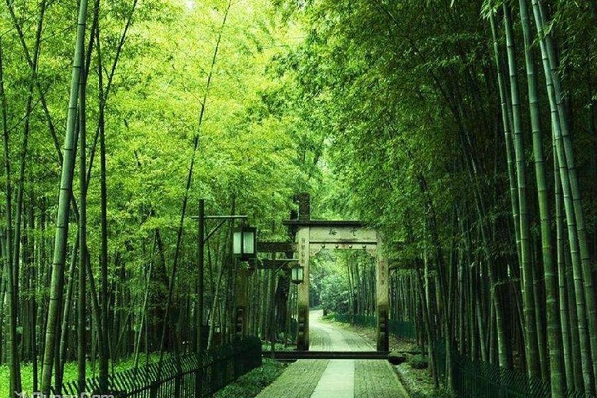 a path through a bamboo forest with an archway