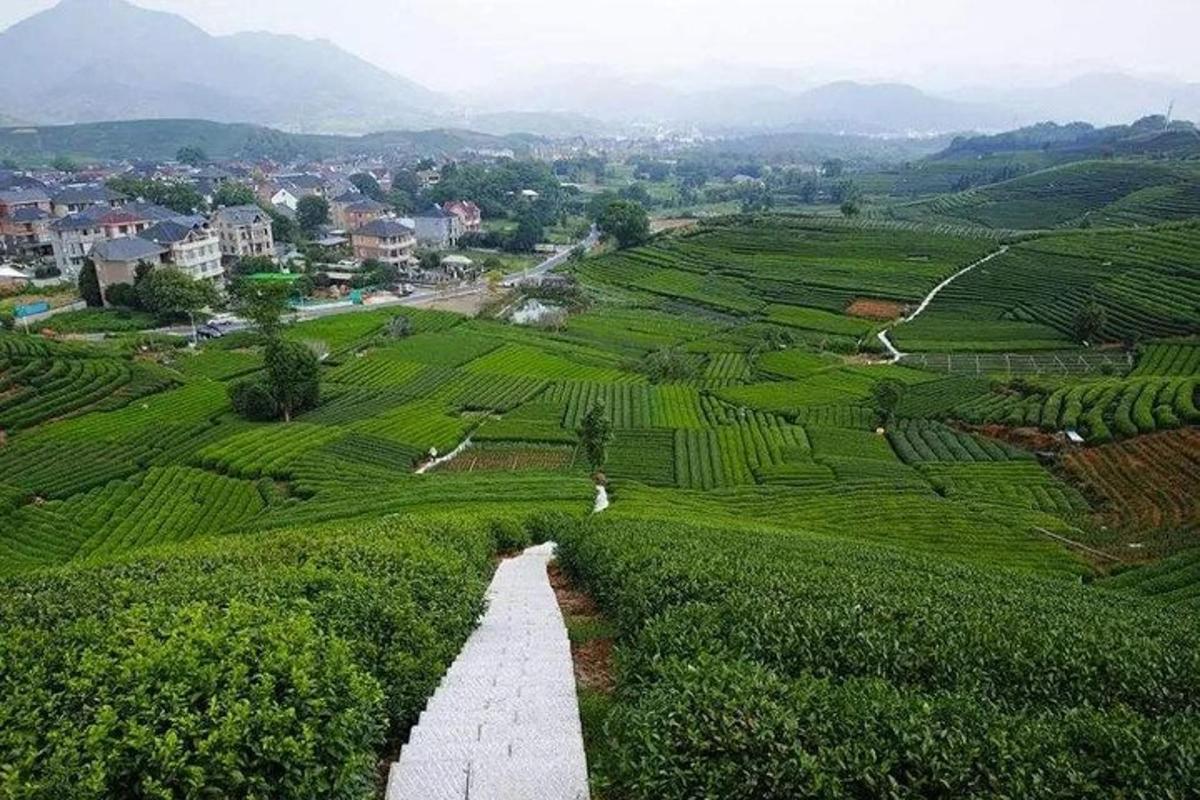 穿过山间茶园的小路
