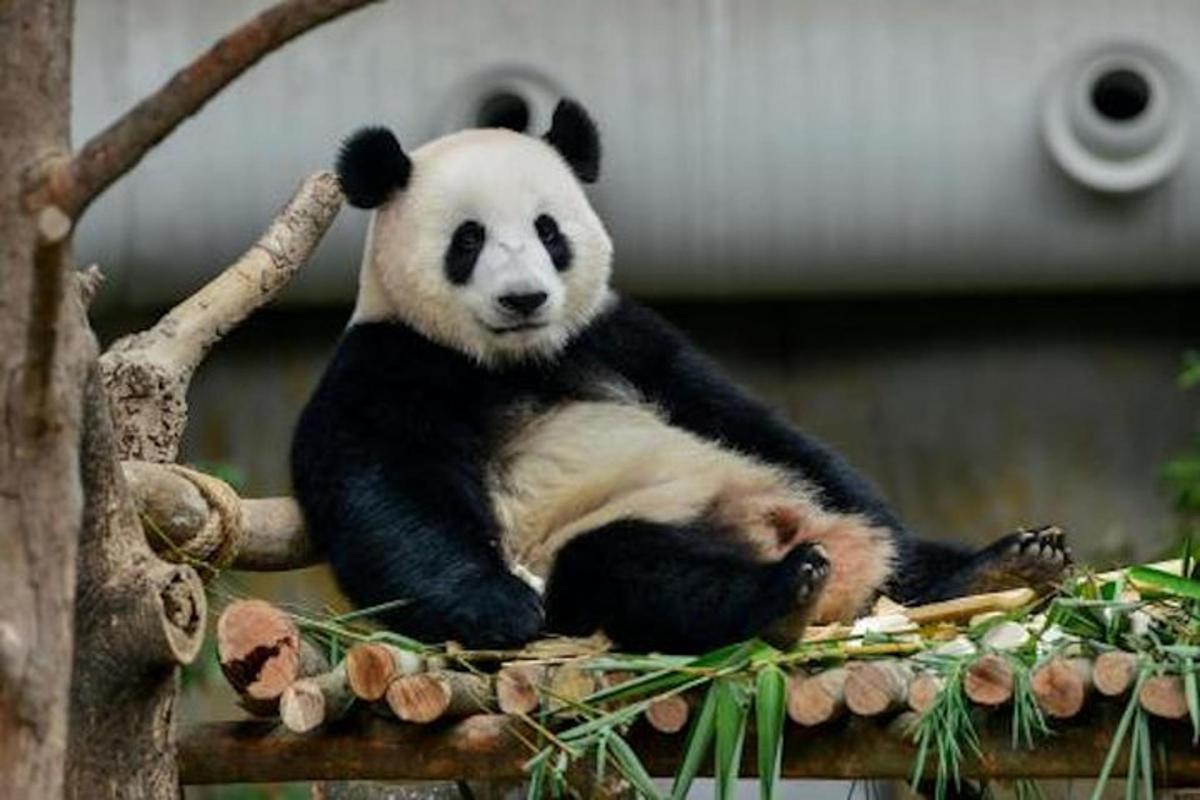a panda bear sitting on a tree branch