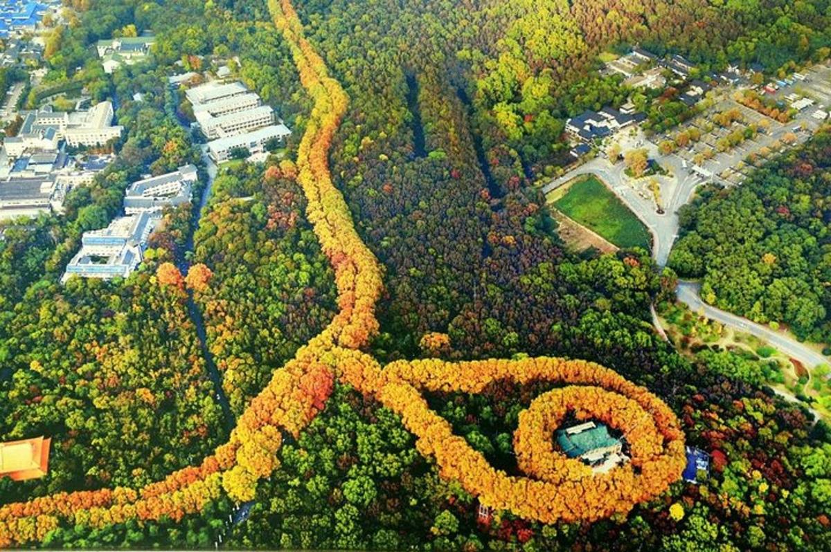 an overhead view of a garden of flowers