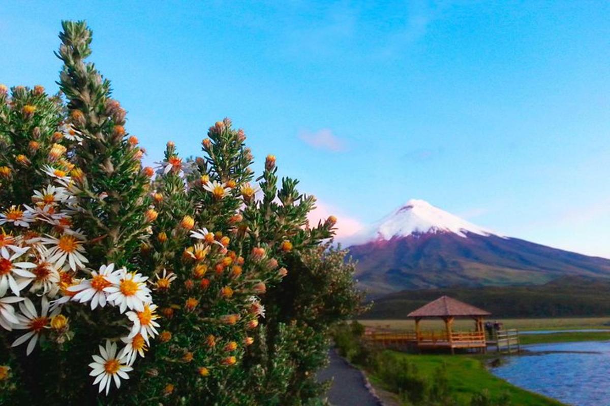 a mountain in the distance with flowers in the foreground