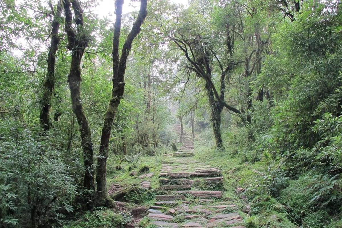 a path in the middle of a forest with trees