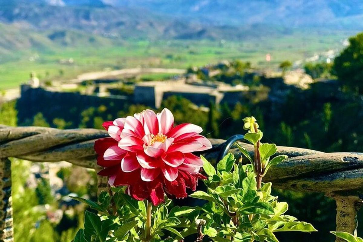 uma flor vermelha em uma cerca de madeira com vista