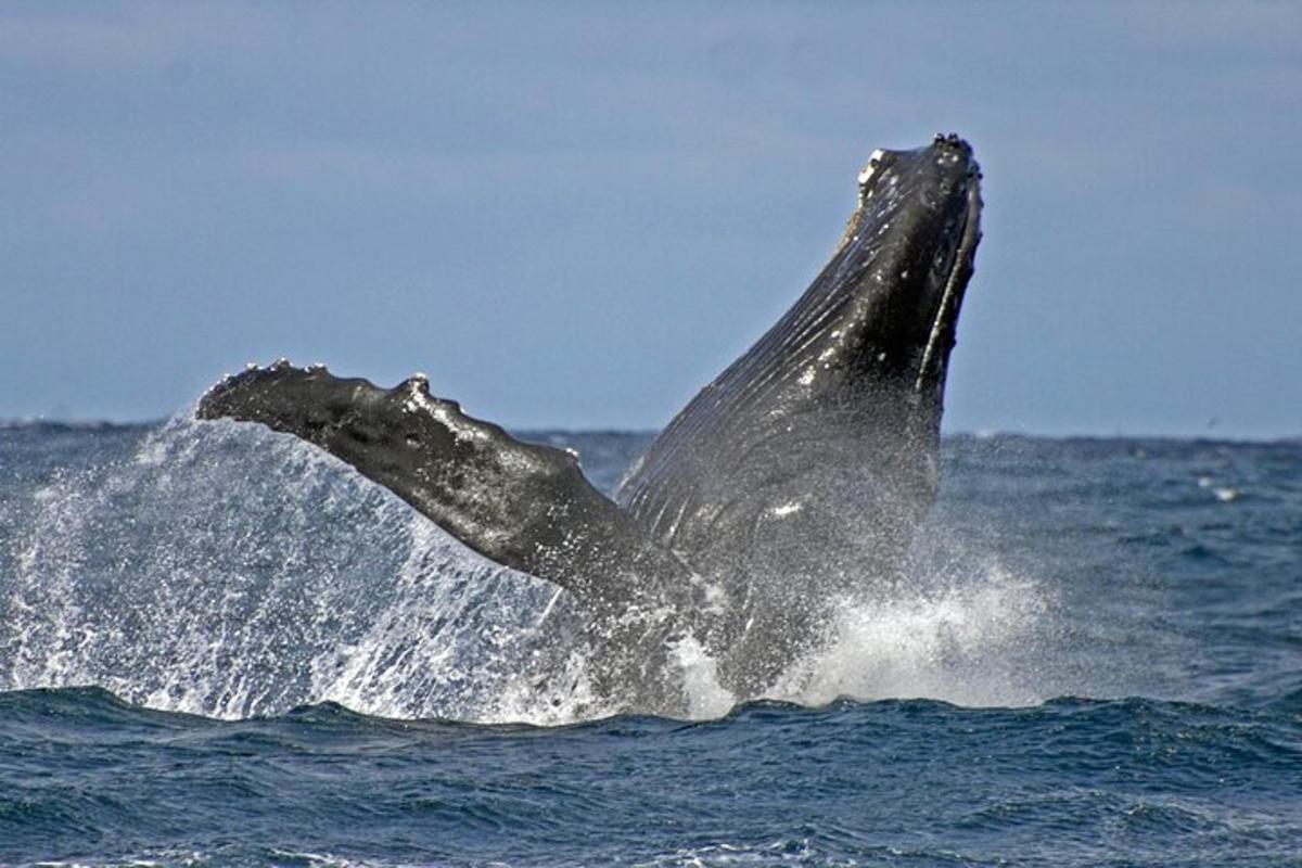 una megattera che salta fuori dall'acqua