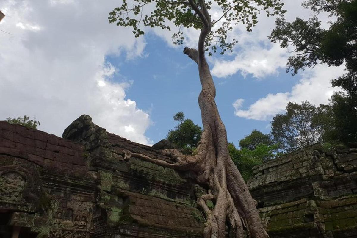ein Baum, der auf dem Dach eines Gebäudes wächst