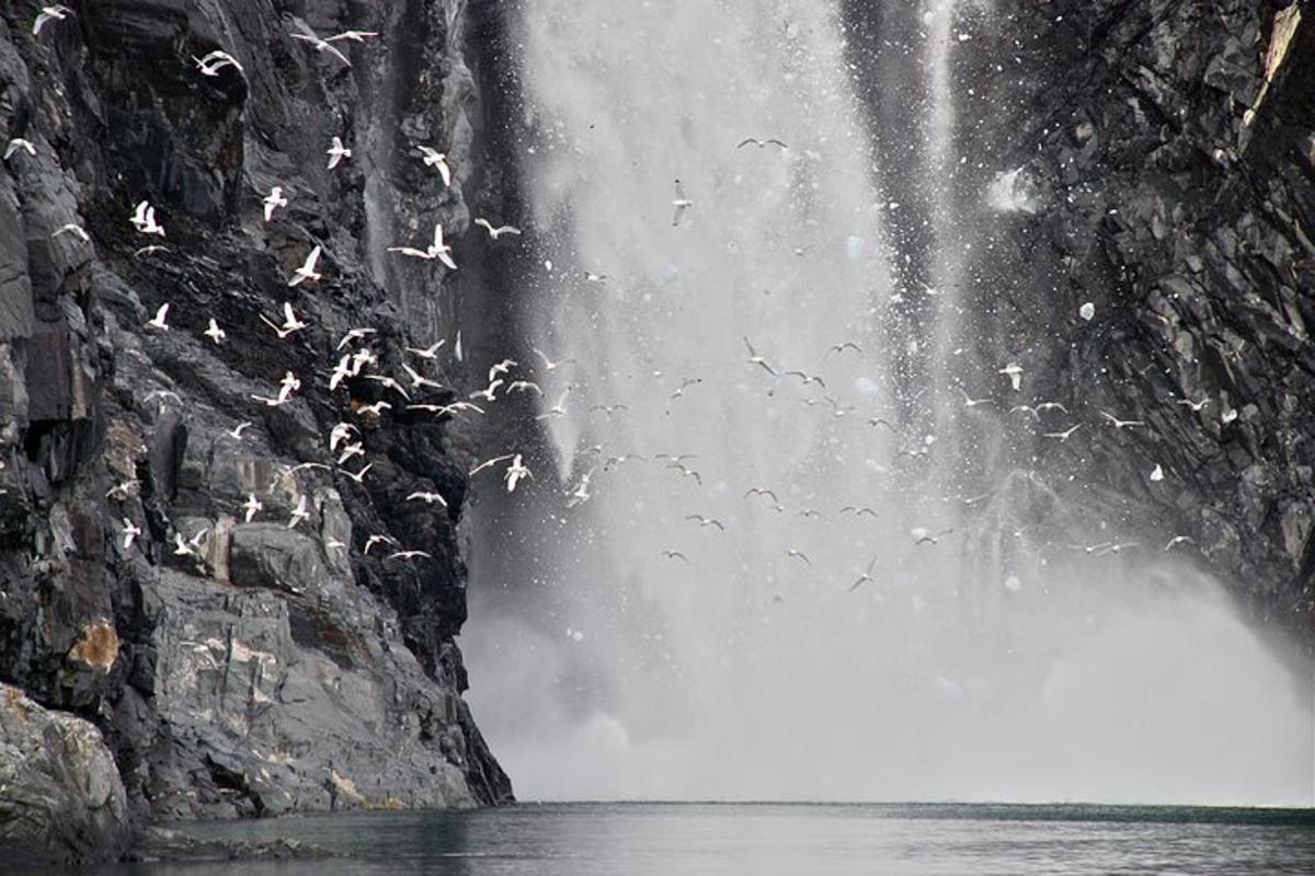 um bando de pássaros voando perto de uma cachoeira