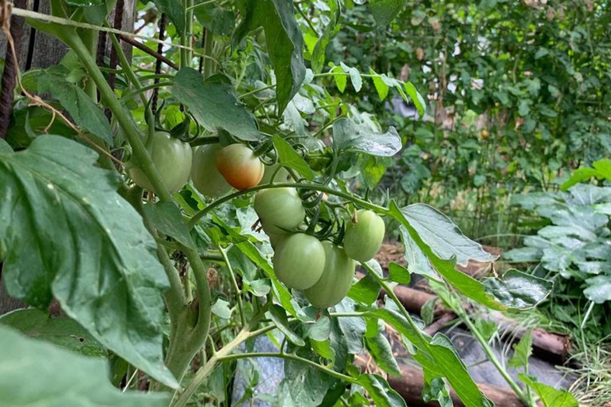 un grapat de tomàquets verds que creixen en una planta