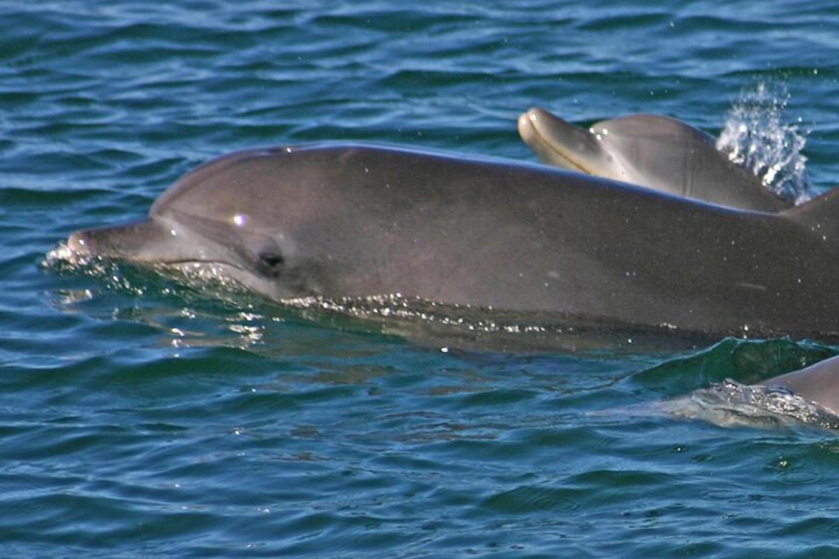 két delfin úszik a vízben