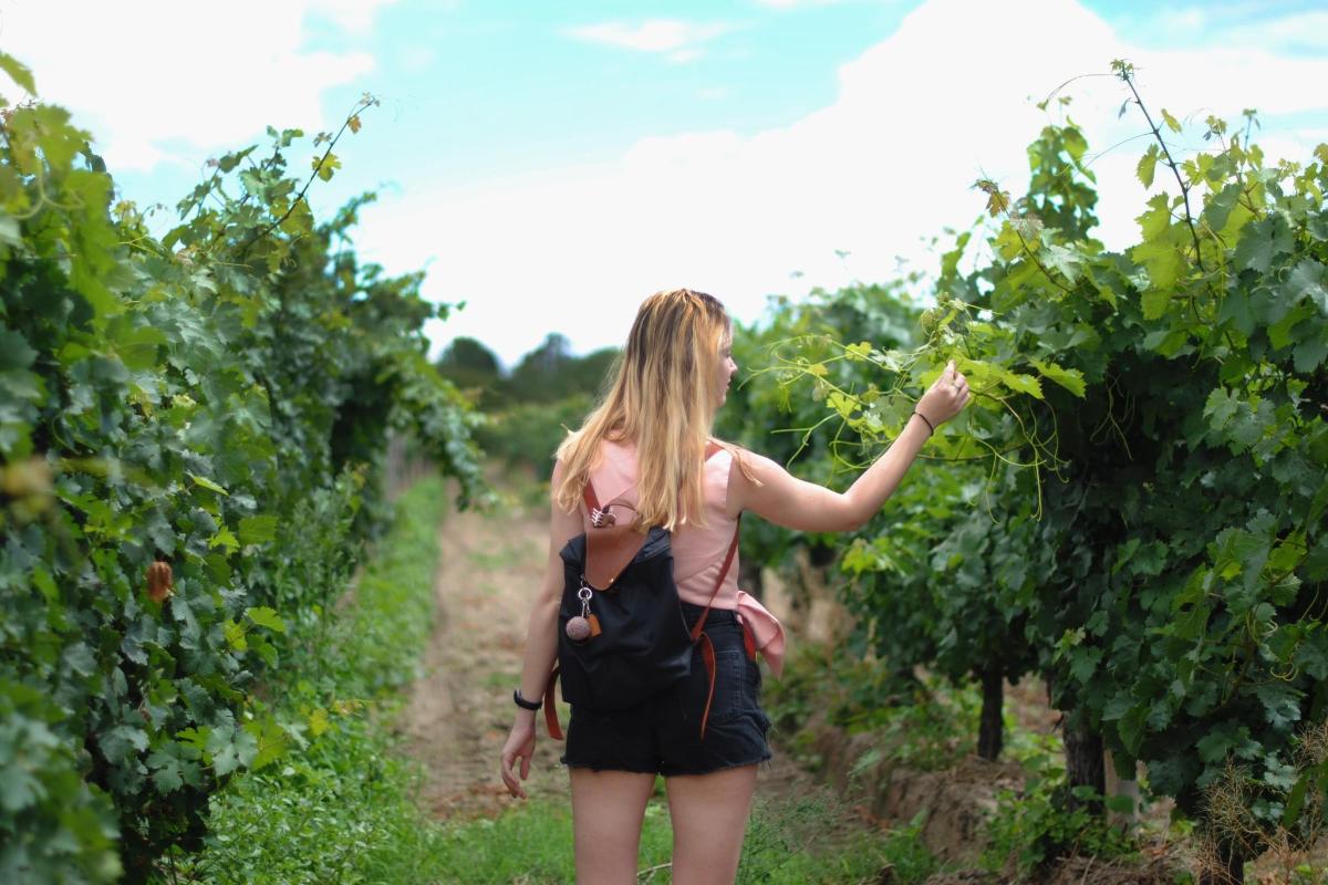 a woman walking through a vineyard picking grapes