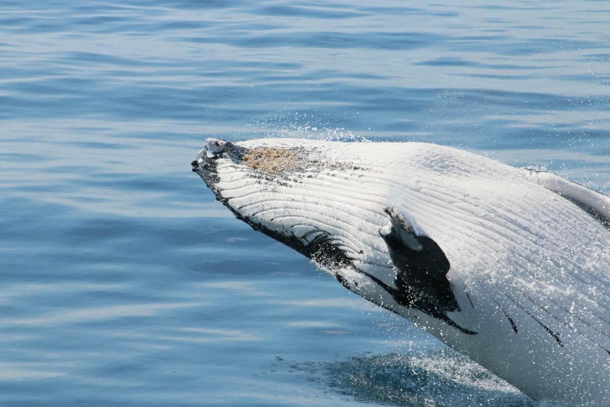 a dolphin in the water with its arm out