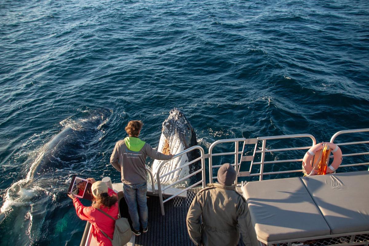 a group of people on a boat looking at a whale
