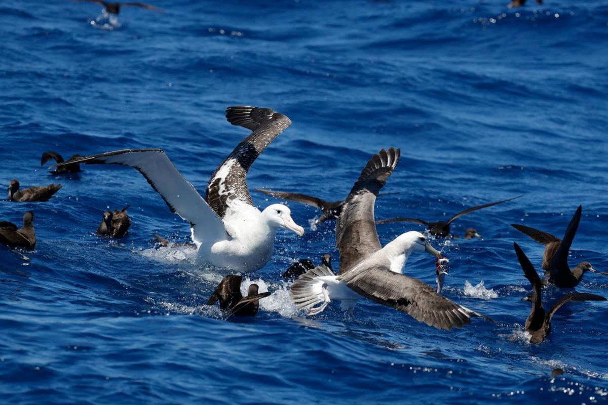 a flock of birds flying over the water