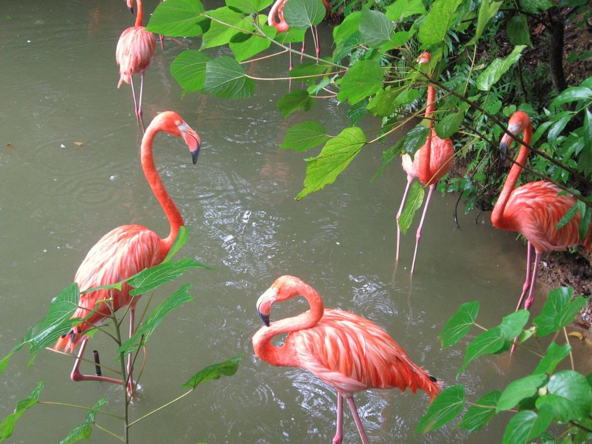 hópur af flamingóum stendur í vatninu
