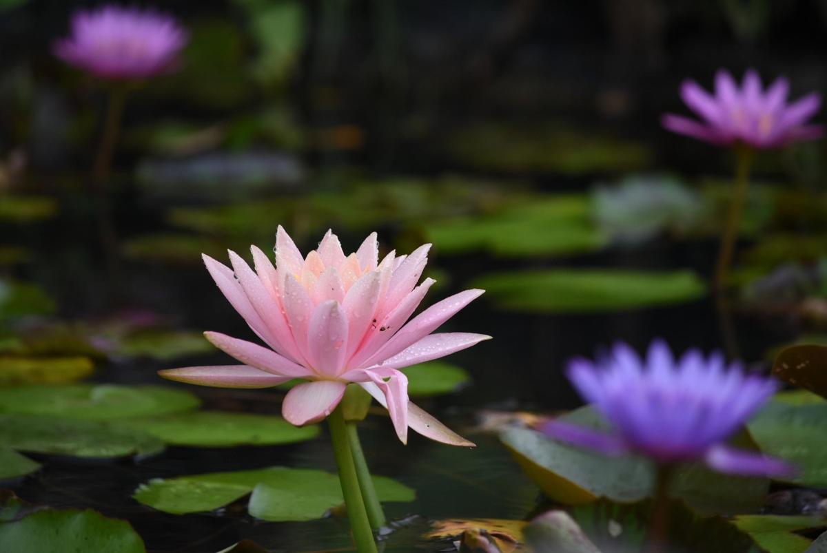 a pink water lily in a pond