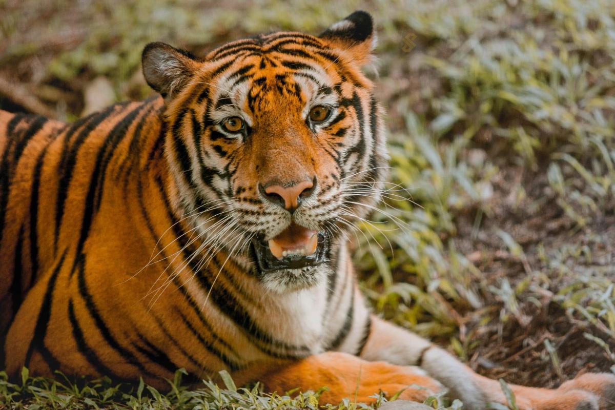 a tiger laying in the grass with its mouth open