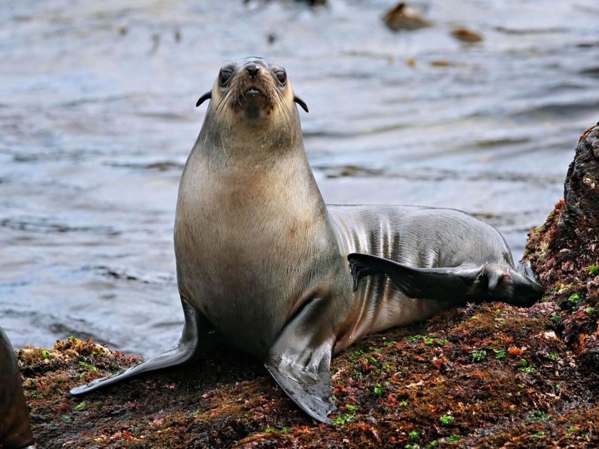 Una foca sentada en las rocas cerca del agua