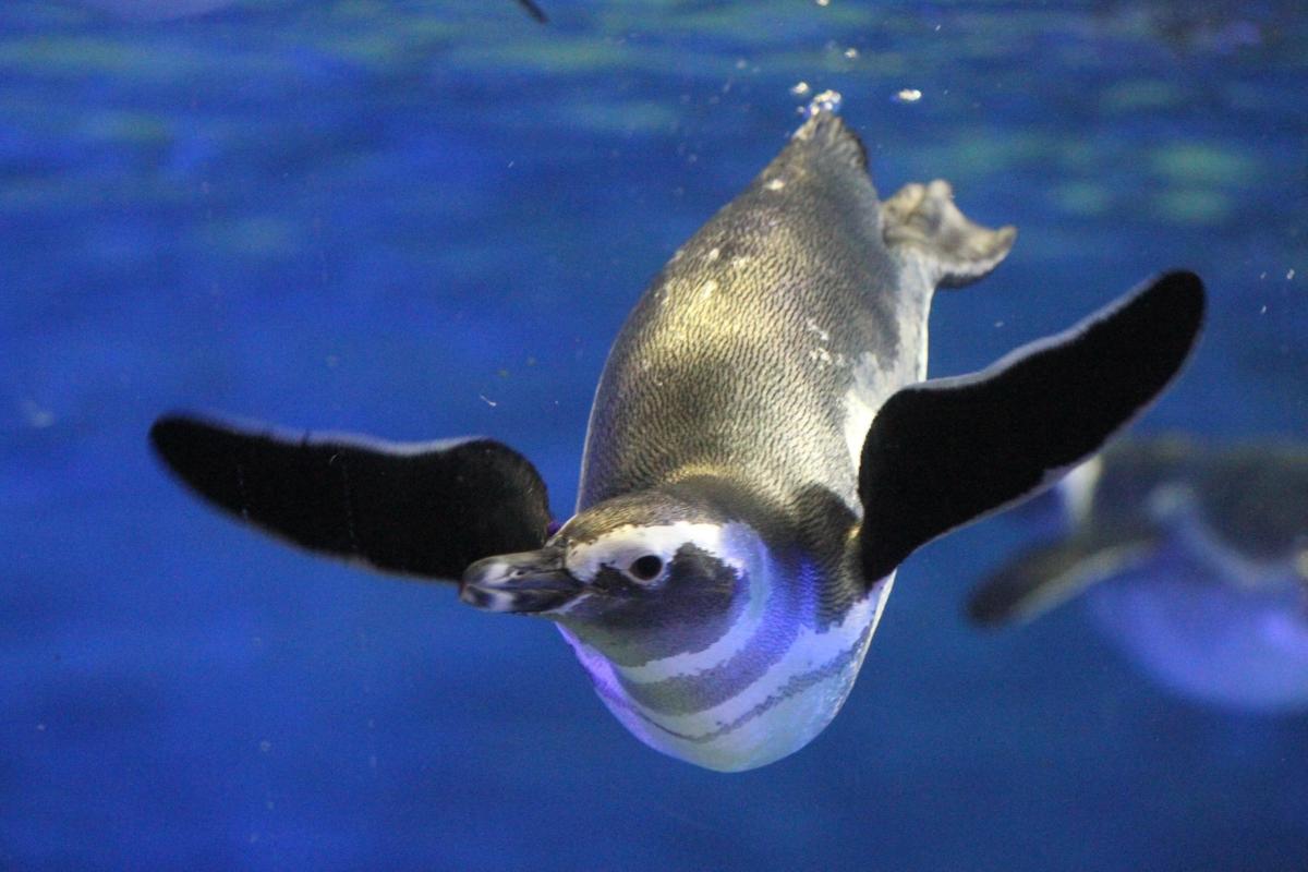 a penguin swimming in the water in an aquarium