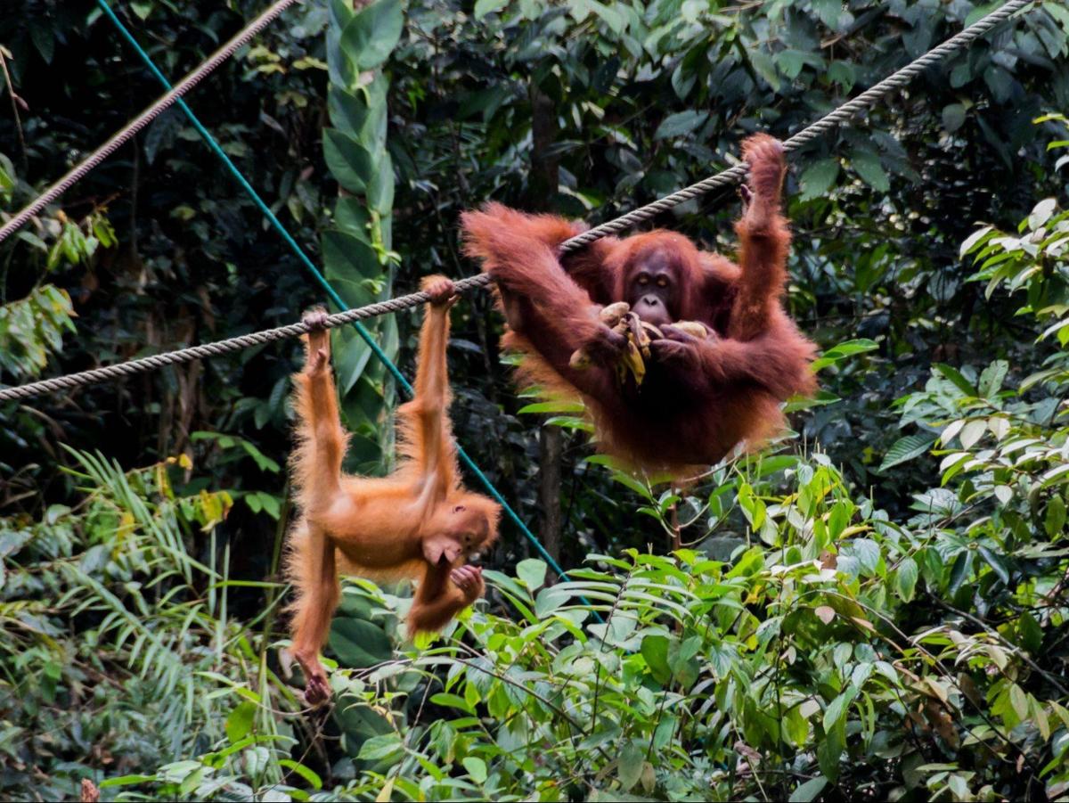 an orangutan hanging on a rope in the jungle