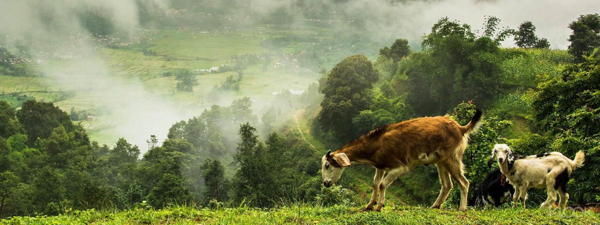 a group of cows grazing in a field of grass