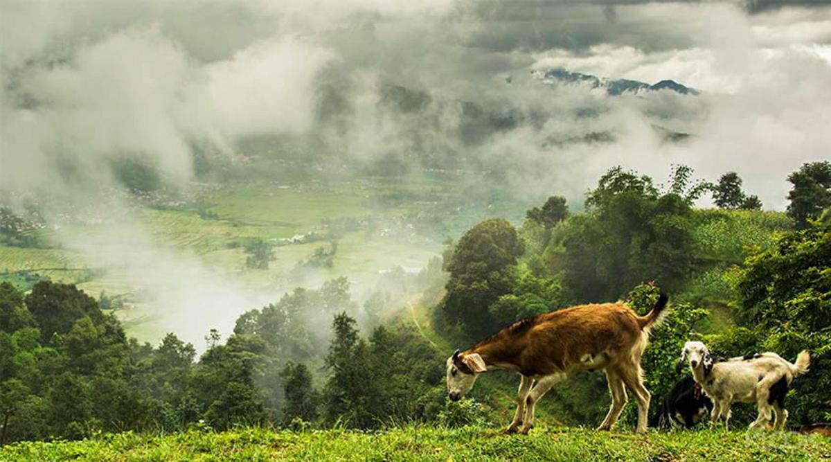two cows grazing on a grassy hill in a field