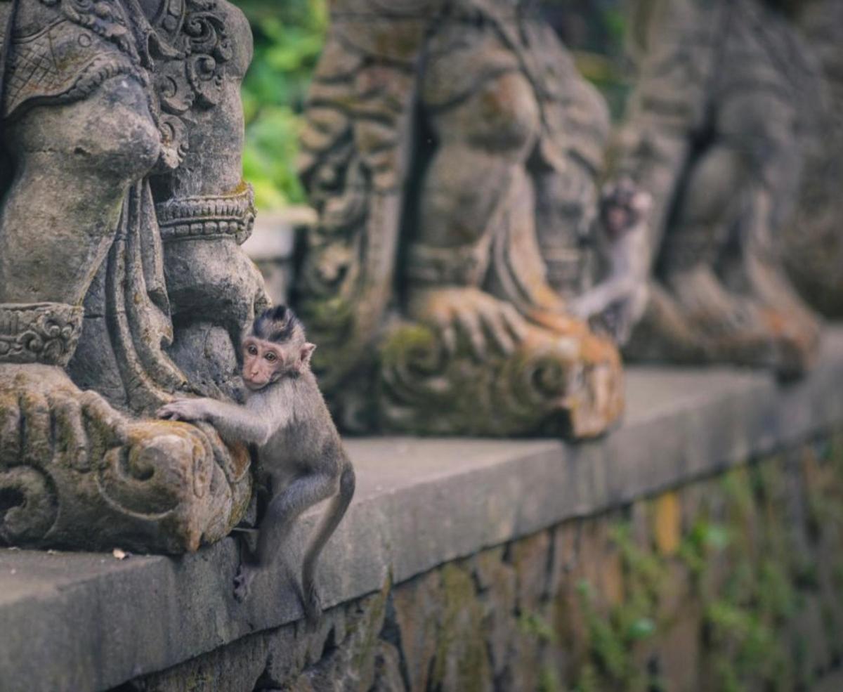 a monkey sitting on the side of a stone wall