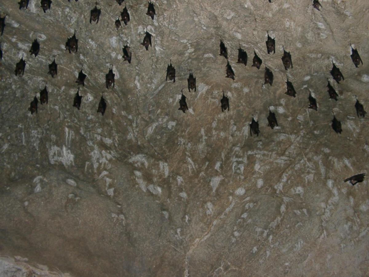 a group of birds standing on top of a rock