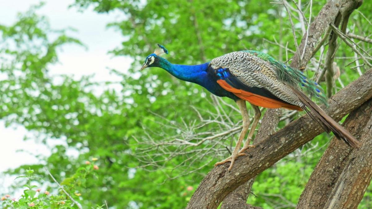 a peacock is standing on a tree branch