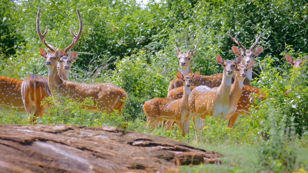 a group of deer standing in a field