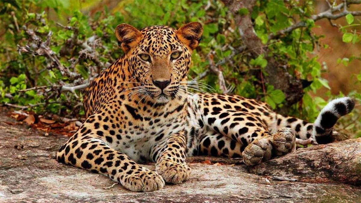 a leopard laying on top of a rock