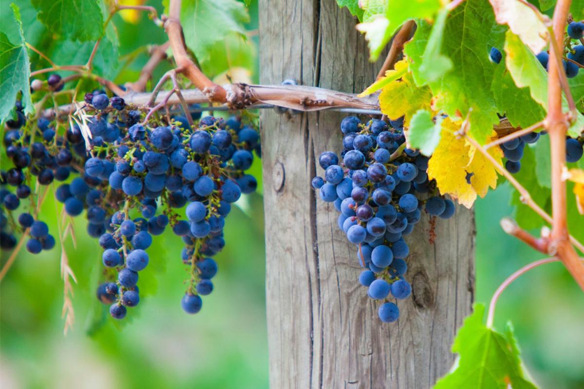 a bunch of grapes hanging from a tree