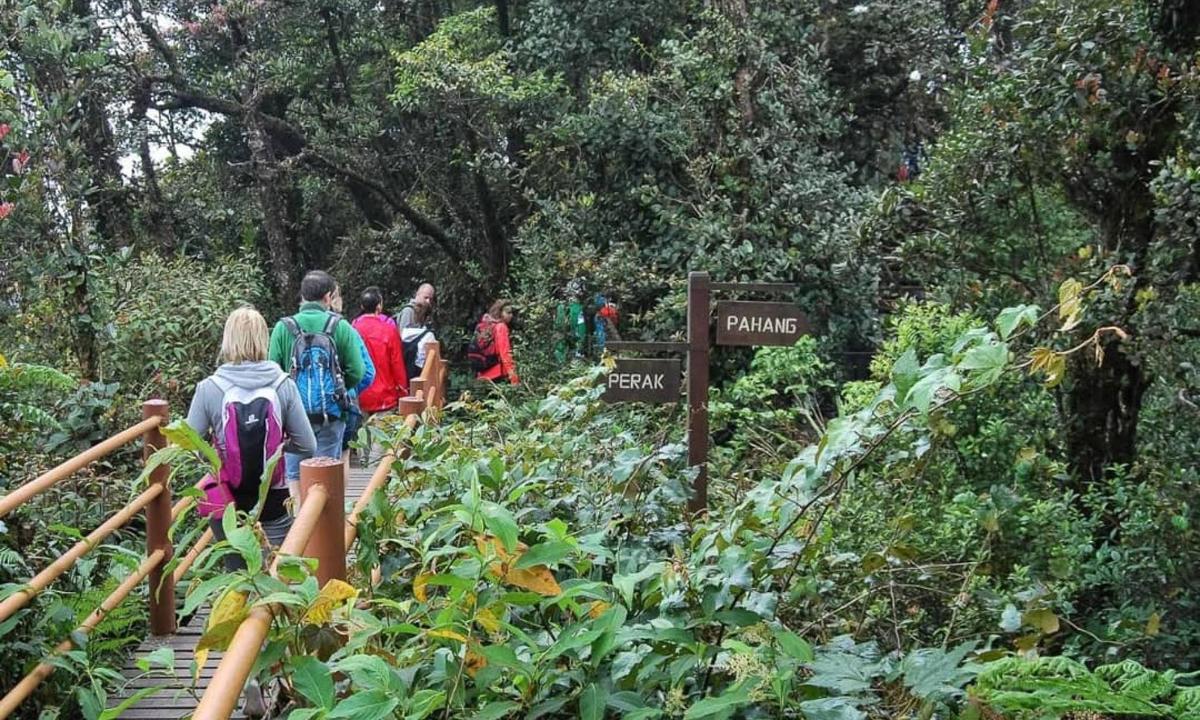 a group of people walking on a trail in a forest